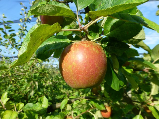 Apfelnahaufnahme