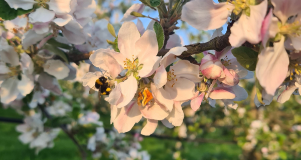 Apfelbaumblüten