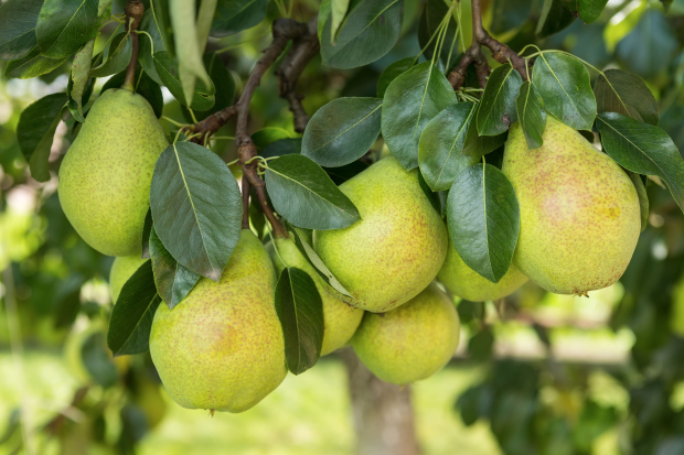 Birnenbaum