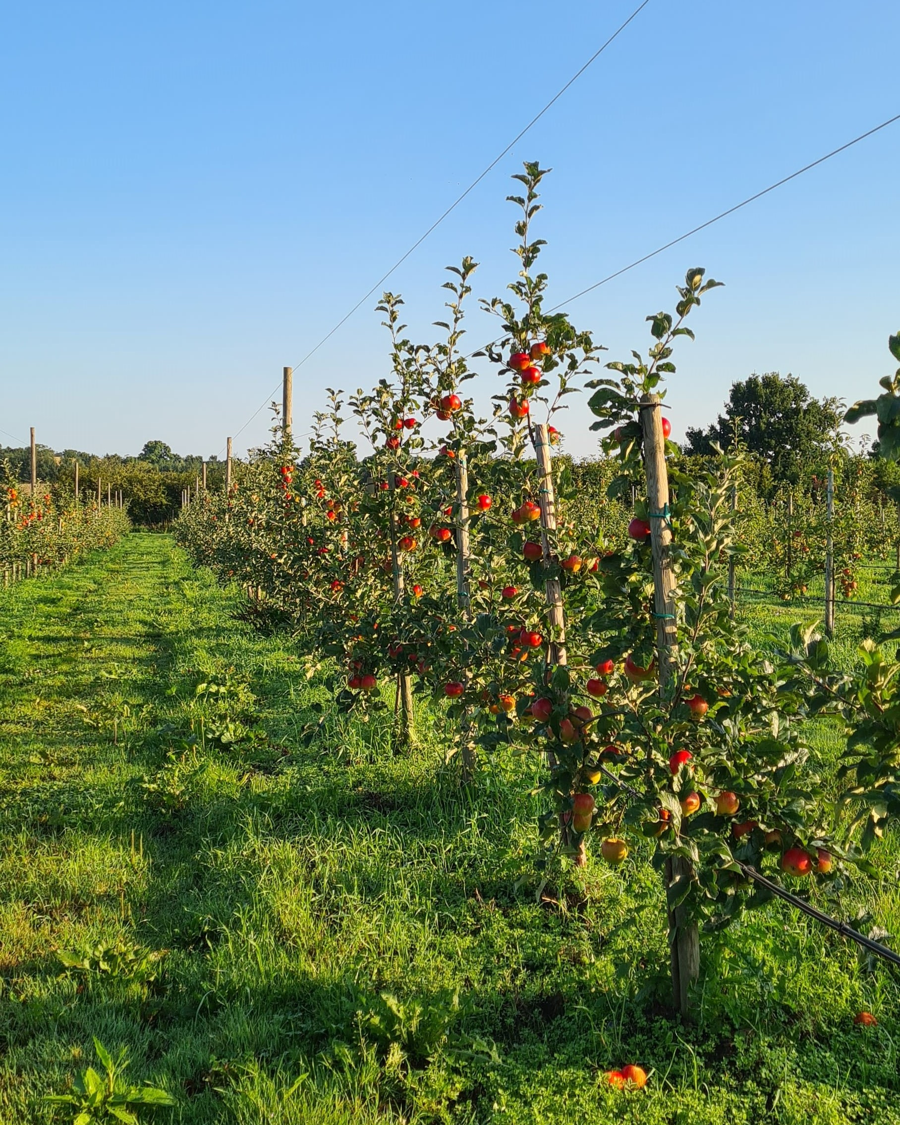 Apfelbaumplantage